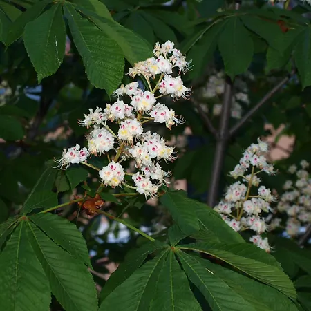 Turisticos La Pena Appartement