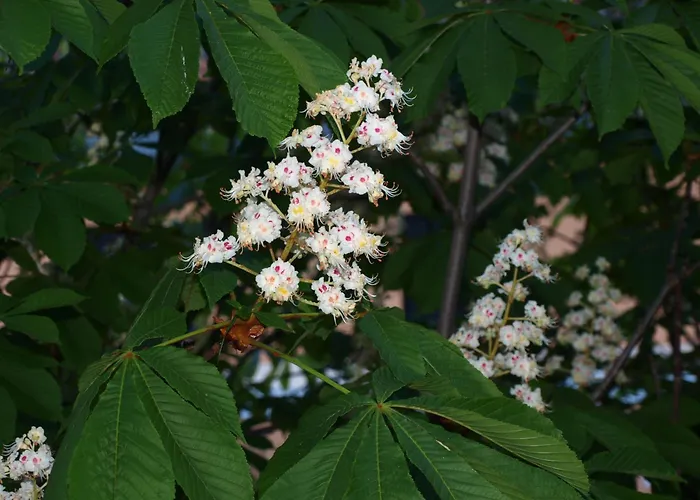 Turisticos La Pena Διαμέρισμα